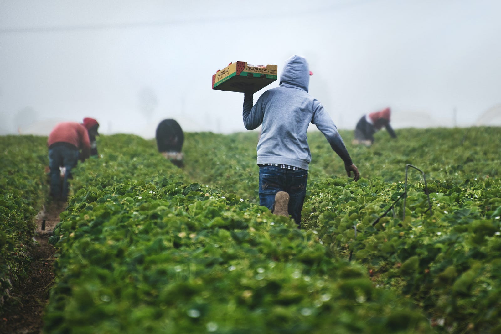 fruit pickers working in a field