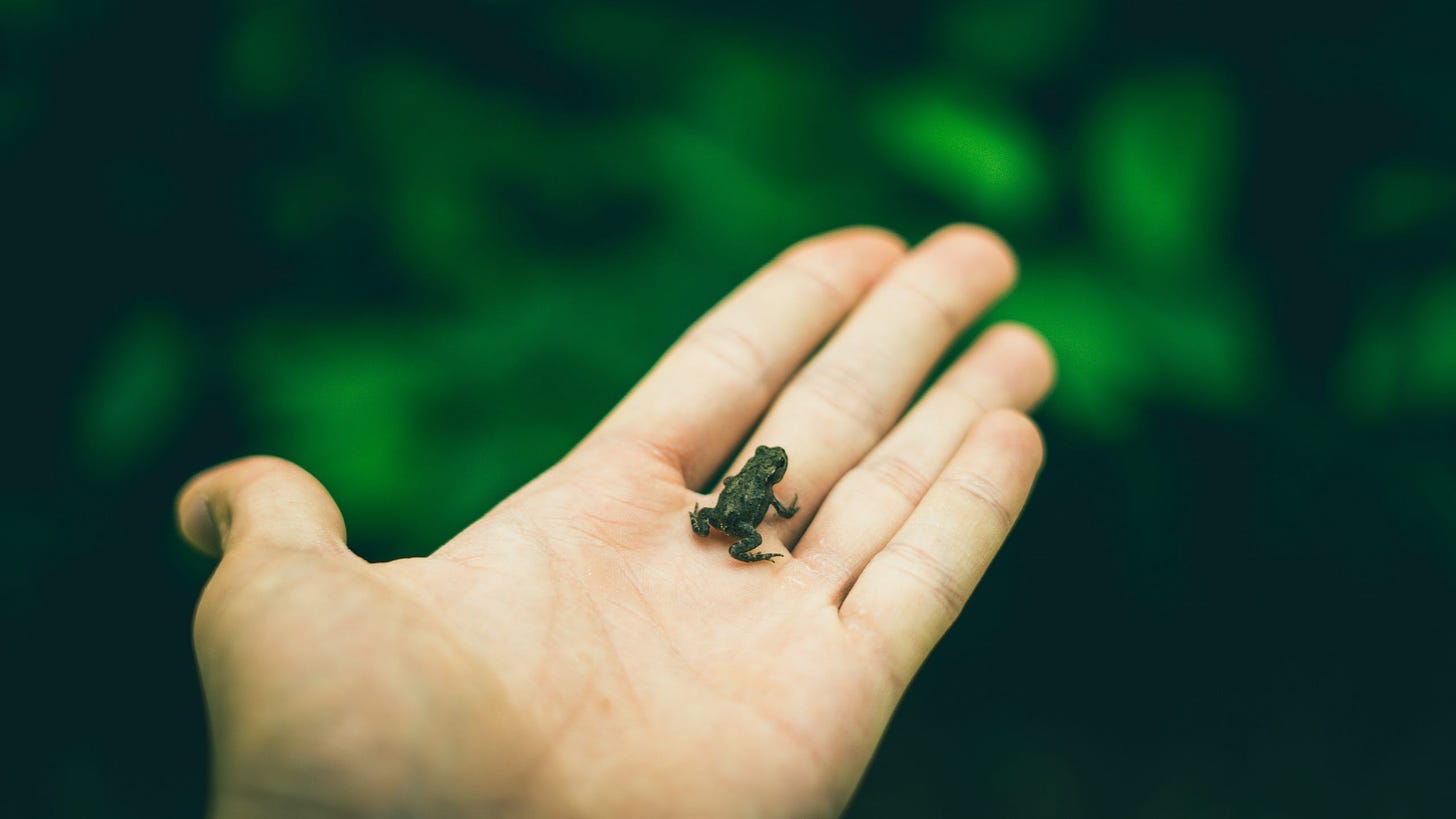 a human hand holding a very small frog