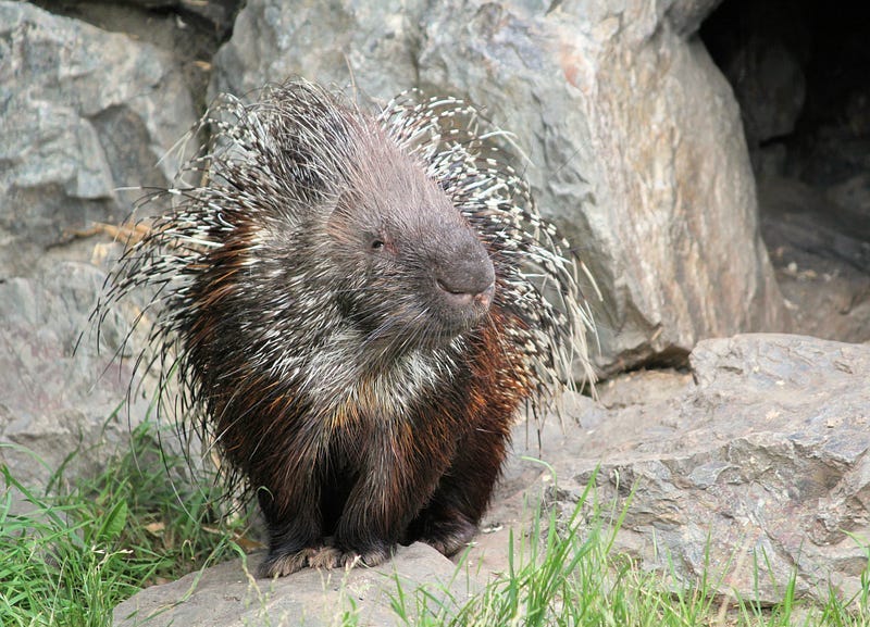a porcupine