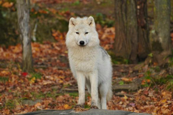 A white wolf standing in colorful fall leaves.