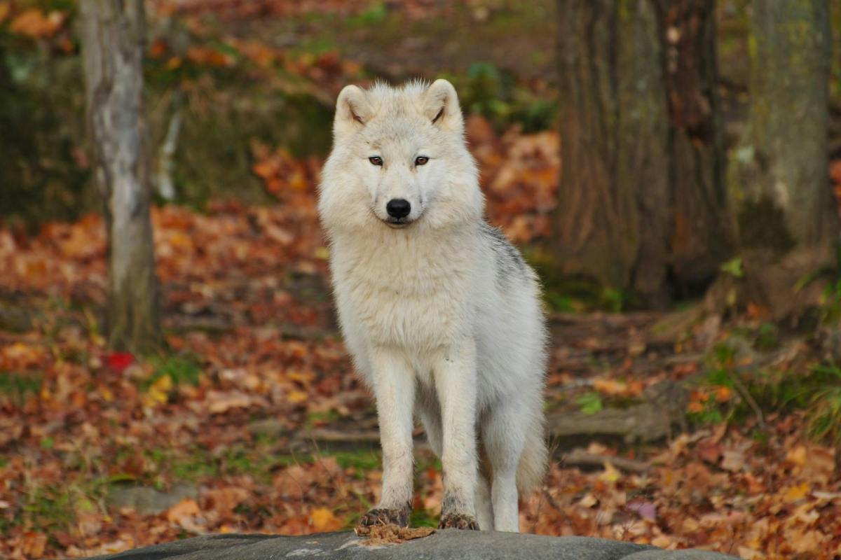 A white wolf standing in colorful fall leaves.