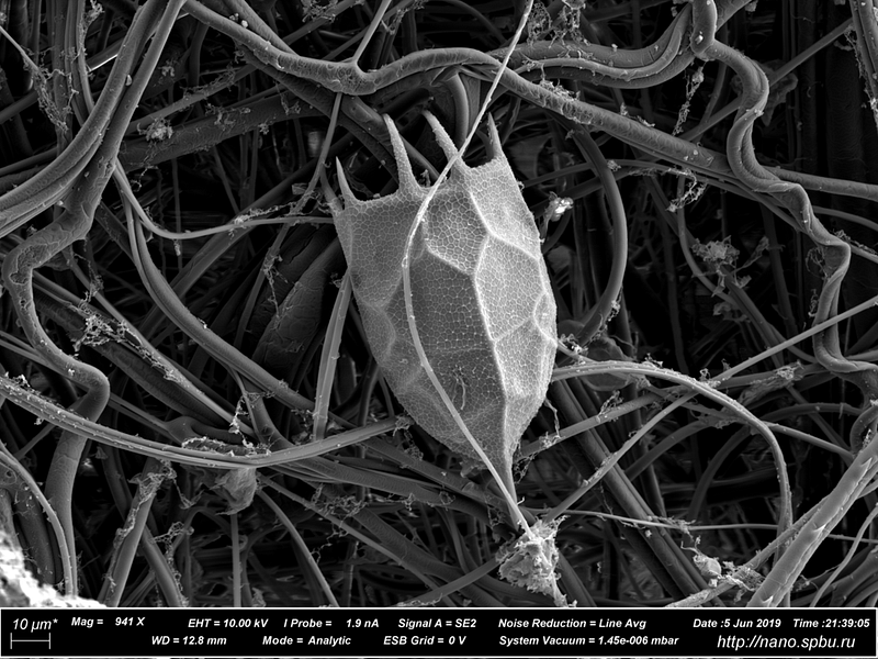 a black and white photo of an umbrella shaped rotifer