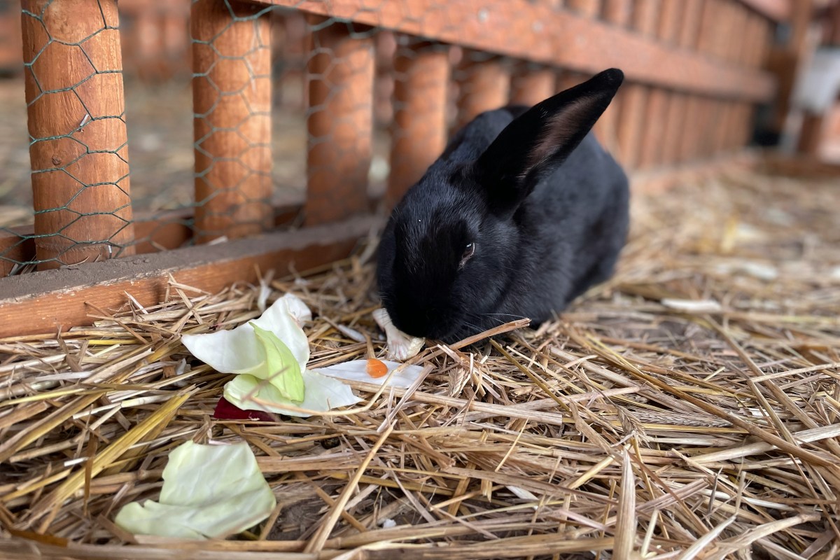 a small black rabbit eating vegetables