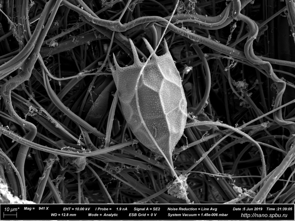 A black and white photo of an umbrella shaped rotifer.
